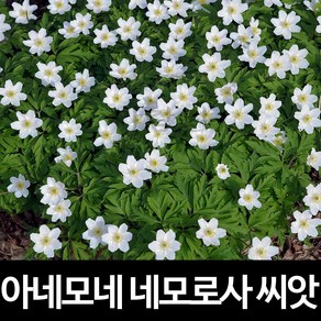 네모로사 아네모네 씨앗 꽃씨 꽃 종자 씨 야생화 10알, 1개