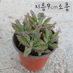 천손초 (Kalanchoe 불사조) 소품 다육화분, 1개