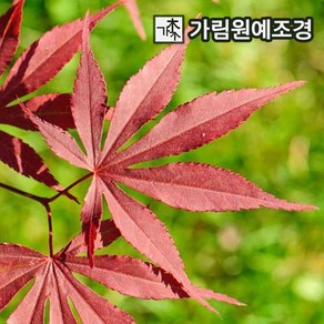 단풍나무 묘목 활엽수 가림원예조경, 아트로퍼퓨리엄 4치포트, 1개