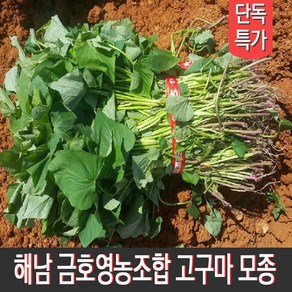 [MD추천] 해남 금호영농조합 종자업등록 직접 키운 고구마순 고구마모종 지정일 배송, 1박스, 밤고구마모종 3kg