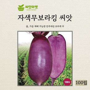 아시아종묘 보라킹 자색무 씨앗 100립, 1개