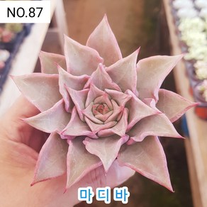 다육식물- 희귀 다육 100가지 모아보기, [NO. 87] 9cm 포트, 1개
