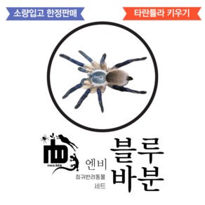 엔비 nb 블루바분 사육 키트 세트, 1개