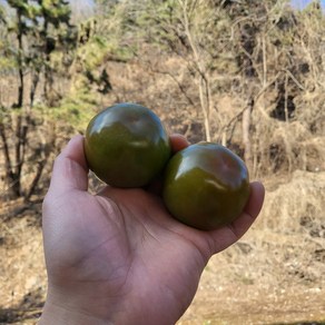 B/국내산 스테비아 흑토마토 1kg x 1팩, 상세페이지 참조