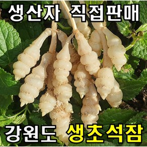 강원도 생초석잠 생산자직송 골뱅이초석잠 최상품 1kg, 1개