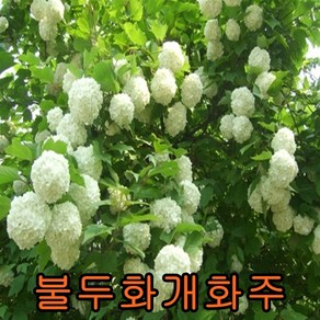 불두화나무 (개화주)키 1m내외 1그루 유실수 나무 묘목 판매 꽃나무, 1세트
