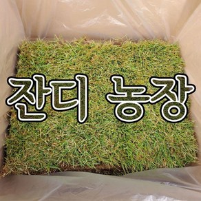 천연잔디 (전남 장성군)부분잔디/20장/롤잔디2장/박스포장/무료배송, 2개