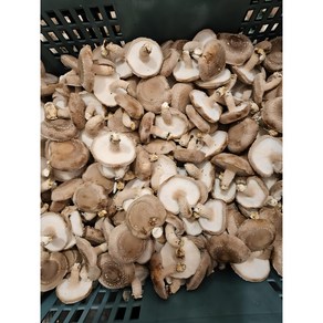 표고버섯 가정용 못난이 실속형 파지, 1개, 3kg(가정용)