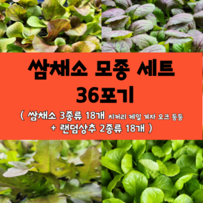 모두다팜 쌈채소 모종 세트 텃밭 모종세트 [ 쌈채소 3종류 (치커리 적치커리 오크 겨자 케일 등등 랜덤 3종+ 상추 2종류 ] 상추 모종 치커리 모종, 1세트