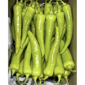 Geen Peppe 산지직송 농부가 직접 키운 농가직송 당조고추 당일수확 최상품 1kg 2kg 당뇨고추 당고추1kg 혈당당고추, 1개