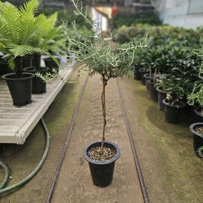 클리핑 로즈마리 외목대 대략 80cm 스마일화훼유통, 1개, .