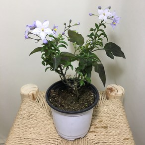 [해피그린 화원] 배풍등 배풍둥 하얀꽃 꽃식물 꽃화분 노지월동 야생화 반려식물 공기정화식물 식물 039 화원 농원, 1개