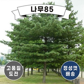 (나무85) 잣나무 묘목, 1. 잣나무 1m, 1개