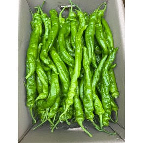 금성식품 중국고추 라사고추1kg, 1개, 1000g