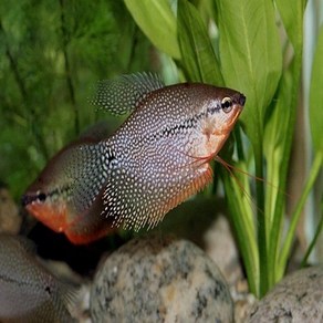 펄 구라미 5cm ~ 6cm [2마리], 1개, 10g