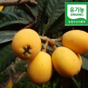 해풍맞고 자란 유기농 완도 비파열매 1kg, 1박스, 1kg 26~50개
