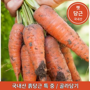 국내산 햇 흙당근 최상품 제주도 강원도 경남 1kg 3kg 5kg 10kg, 당근 중(쥬스용), 1개