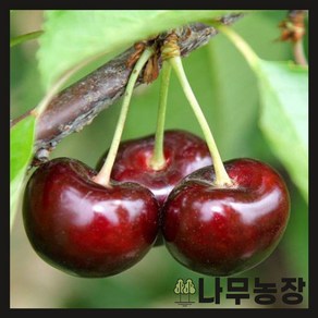 (나무농장) 체리나무 크림스크대목 애보니펄 접목1년, 1개