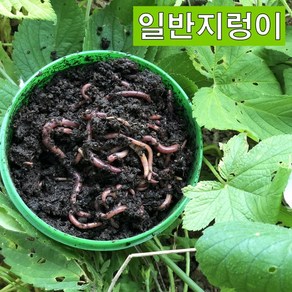 파란 일반지렁이/청지렁이 낚시 유치원 교육용 장어