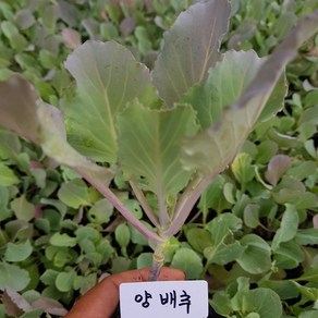양배추 모종(2개) (청양배추), 2개