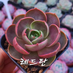 내맘대로골라 다육이 다육식물, 5 레드탄, 1개