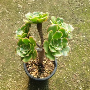 [수암다육] 청법사금 적심 군생 랜덤발송 Aeonium arboreum f. variegata 다육 다육이 다육식물 반려식물 국민다육