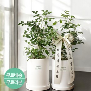 로사드블랑 개업선물 오렌지자스민 집들이 거실화분