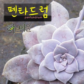 [허브여울다육] 펜타드럼(펜타돔/슈퍼붐) 지름 9cm 소품 다육화분, 1개