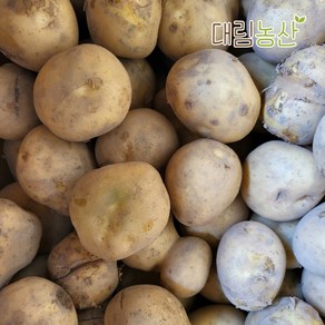 (대림농산) 24년 햇감자 못난이감자 2kg 3kg 5kg 10kg 20kg, 1개, 저장감자(중)