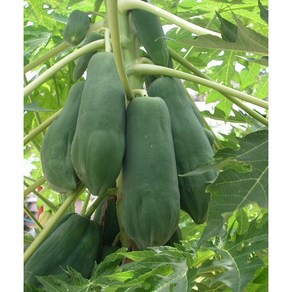 그린 파파야/ 생파파야 쏨땀재료 papaya du du (1개 =약 400g~600g)