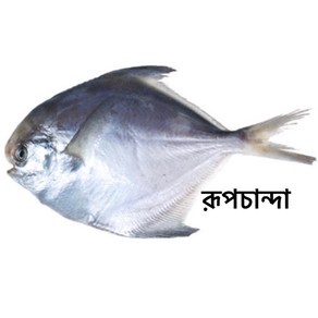 S. N. FOOD Frozen White Pomfret(Rupchanda) 1kg (250g~300g) 냉동 병어 미얀마