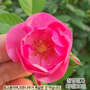목하원예조경 사계 고급 정원 덩굴장미 (안젤라) 개화주, 1개