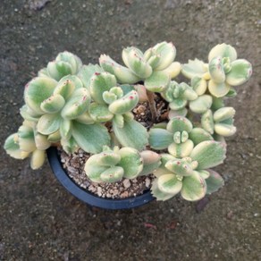 [수암다육] 웅동자금 랜덤발송 Cotyledon tomentosa f. vaiegata 랜덤발송 다육 다육이 다육식물 516, 1개