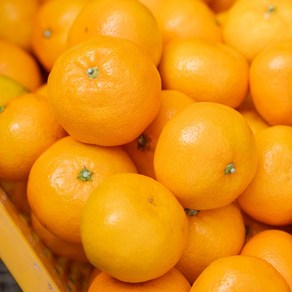 제주 농장직송 고당도 조생 감귤 10kg 중대과(L... 1개, 10kg 중대과(L~2L)
