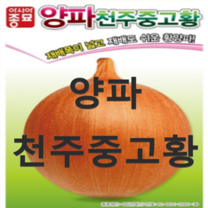 (아시아종묘) 양파 천주중고황 씨앗종자(100g) 1봉, 1개