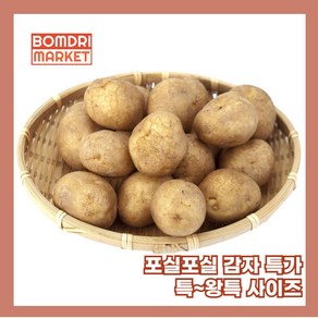 봄드리마켓 포슬포슬 가성비 감자 특 왕특, 1개, 3kg 왕특 (개당 160g 내외)