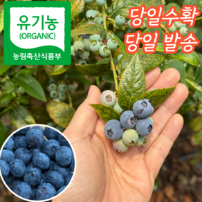 [품질보장] 25년 친환경 유기농 국산 생 생과 왕 햇 블루베리, 1개, (소과 13mm이하) 300g