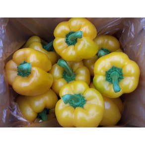 농장에서 바로가는 아삭아삭 오동통 특품 파프리카 노랑색 - 3kg ( 11~16개 내외 ), 1개