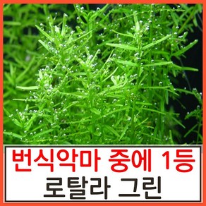 수초하우스) 로탈라그린(급성장종 중 가장 미친악마), 6개