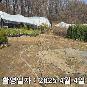 착한가격 나무생각 / 노각나무 / R3~4 / 개화주, 1개