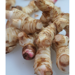 [빠른배송] 생 갈랑갈 1KG GALANGAL 동남아시아 향신료 수입생강 갈랑가 동남아야채 똠양꿍 령 양강