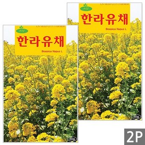 세인화분 한라 유채 30g, 2개