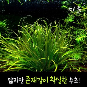 [미초] 블릭사 쇼트리프 수초 1뿌리 / 유경 수초 / 레이아웃 / 어항 수초