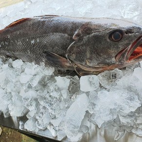 국내산 100% 자연산 민어 1.3kg 1마리 손질 통민어, 통민어 1미 (1.3kg내외), 1개