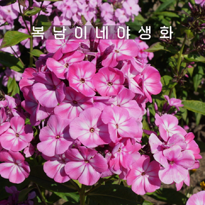 프록스 아나스탸샤 [1포트 복남이네야생화 모종 플록스 phlox], 1개