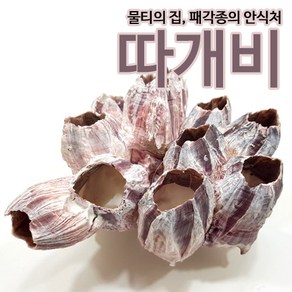 따개비 (중) 산란상/은신처/장식용품