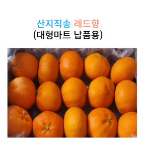 농 햇 레드향 14bix 이상 고당도 제주레드향 10kg 5kg 3kg, 01. 2kg 중소과 가정용 (12과내외), 1개