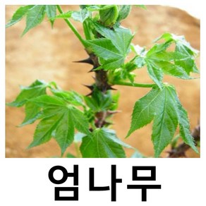 엄나무 묘목 플러그묘 6개묶음, 6개