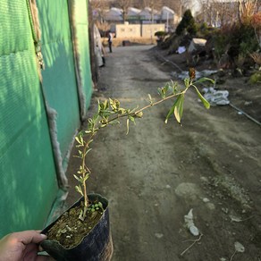 착한가격 나무생각 / 붓드레아(붓들레아) / 5치 포트 / 개화주, 1개