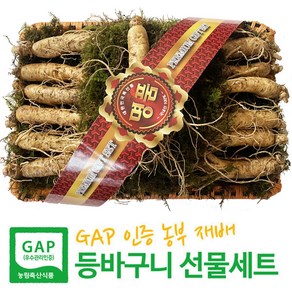 [GAP 농부 재배 인삼] 6-5년근 수삼 6호(750g 11-14뿌리) 인삼선물세트 등바구니+고급케이스+보자기 3중포장 엄선된 인삼으로포장 설 명절 이바지 선물, 1세트, 750g